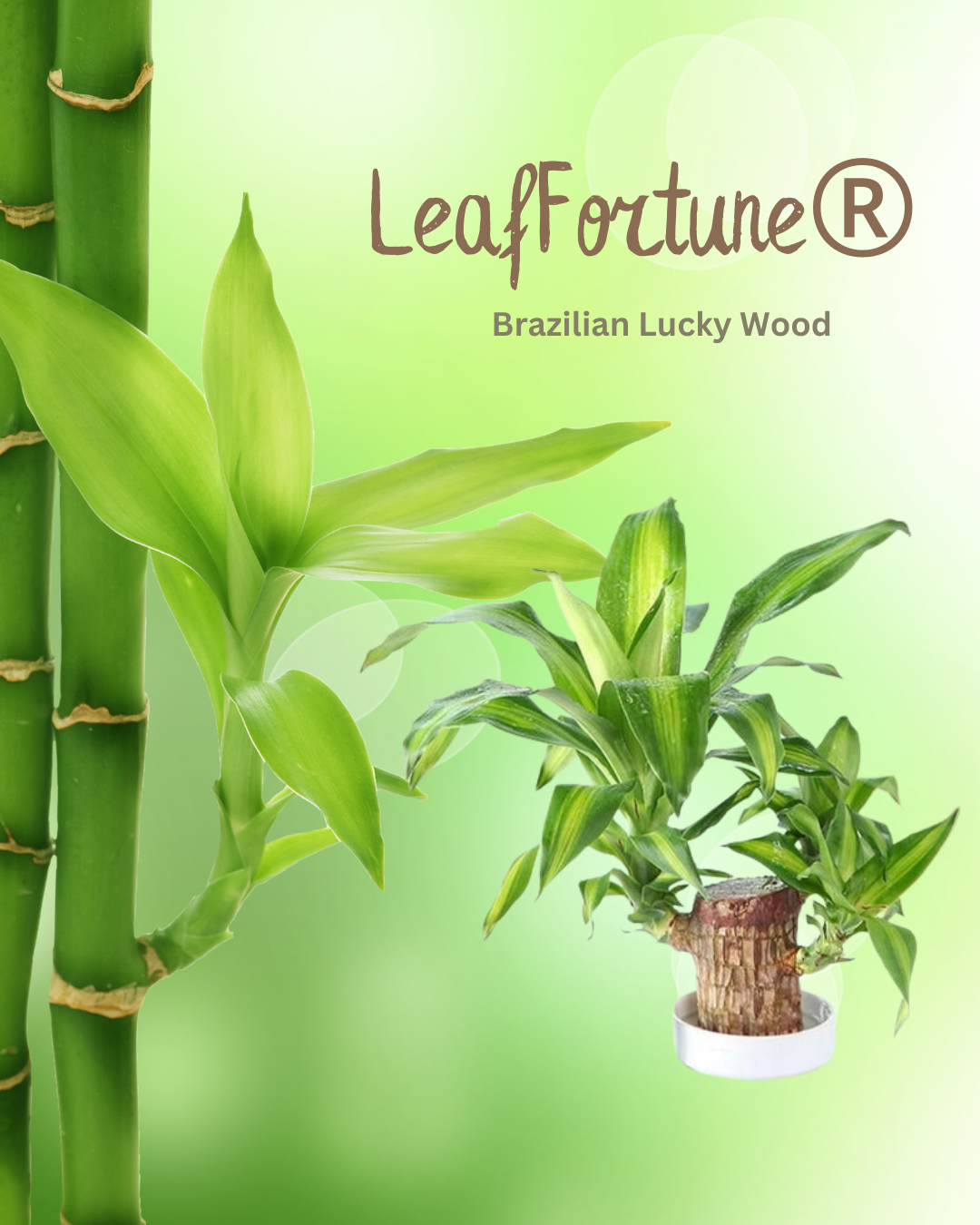 LeafFortune® Brazilian Lucky Wood